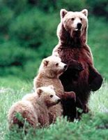Mama Bär und Baby Bären