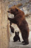 Papa Bär und Baby Bär