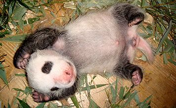 FU LONG - "Der glückliche Drache", das Pandababy von SchönBRUMM